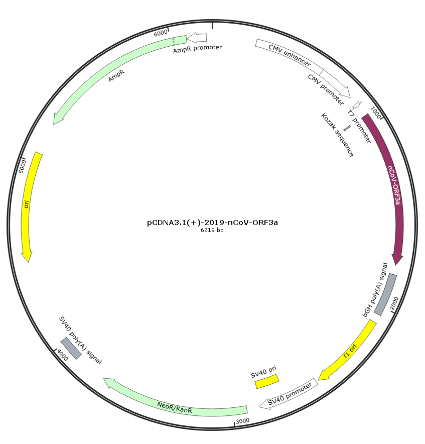 pCDNA3 1 2019 nCoV ORF3a真核新冠病毒ORF3蛋白质粒 质粒载体 ATCC DSM CCUG 泰斯拓生物